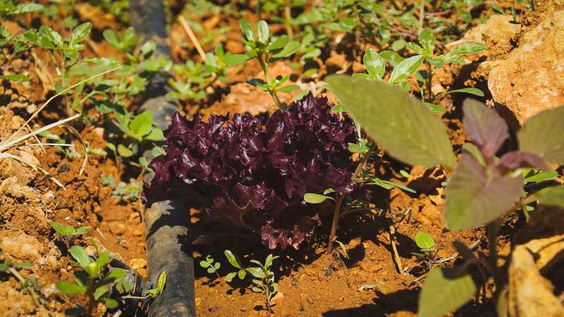 the Red lion Malia - Bar and restaurant in Malia since 1999 - lettuce 1